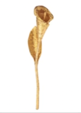 CALA LILY