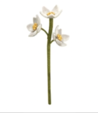 PAPER WHITE BRANCH